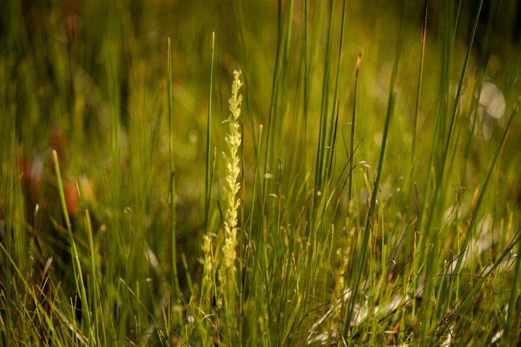 Kuvassa on suovalkku-kasvi.
